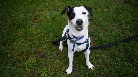 dogs for adoption battersea dogs home.